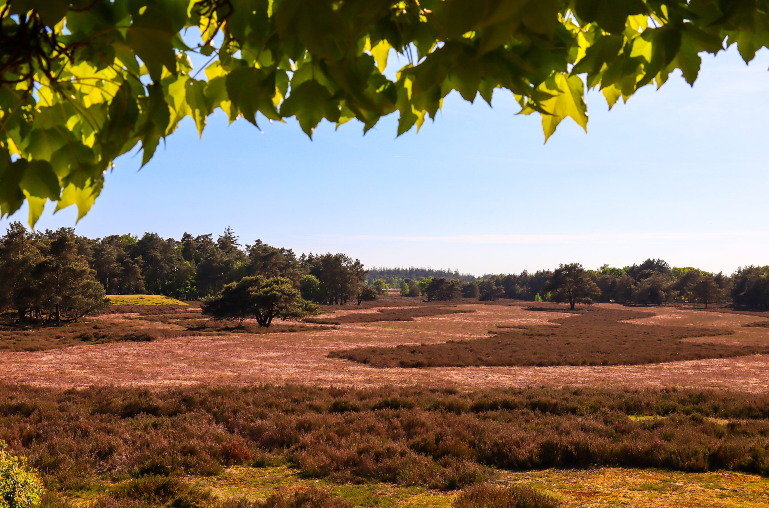 Een sfeerbeeld van de Noorderheide; genomen van onder een boom waarbij een deel van de bladeren zichtbaar zijn bovenaan de foto