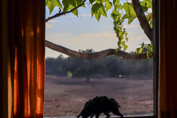 Een raampartij met weids uitzicht op de Noorderheide