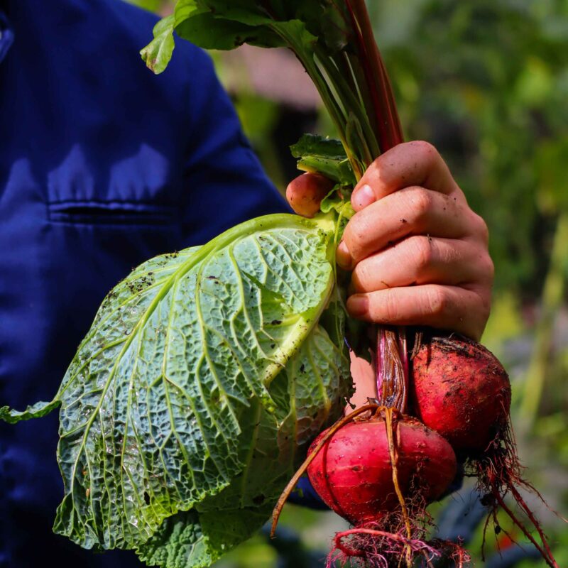 Groente geoogst uit de tuinen rondom Landgoed Noorderheide; deze worden gebruikt in de gerechten die wij serveren.