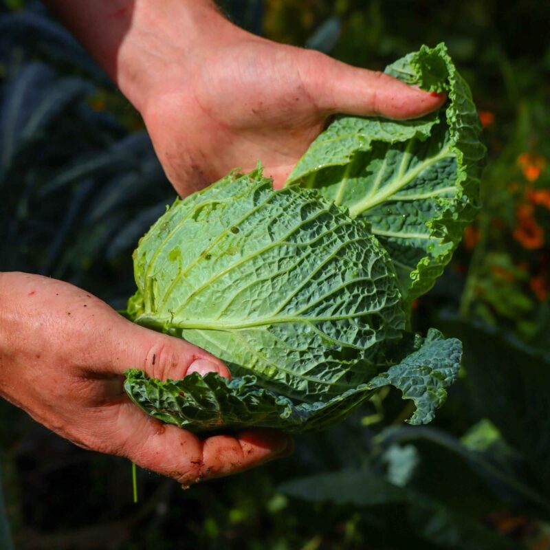 Groente geoogst uit de tuinen rondom Landgoed Noorderheide; deze worden gebruikt in de gerechten die wij serveren.